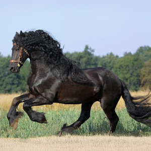 Уроци по езда Банкя