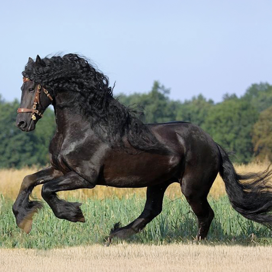 Уроци по езда Банкя