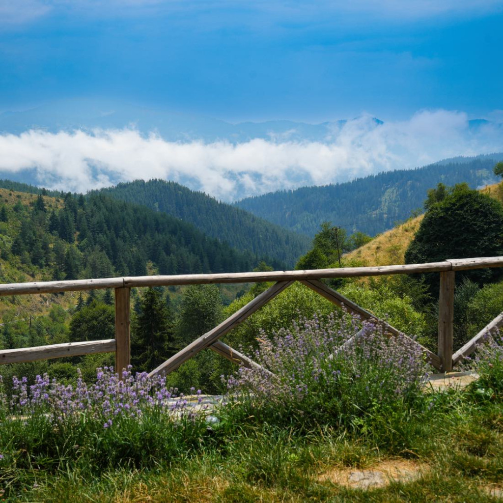 Виж красотата