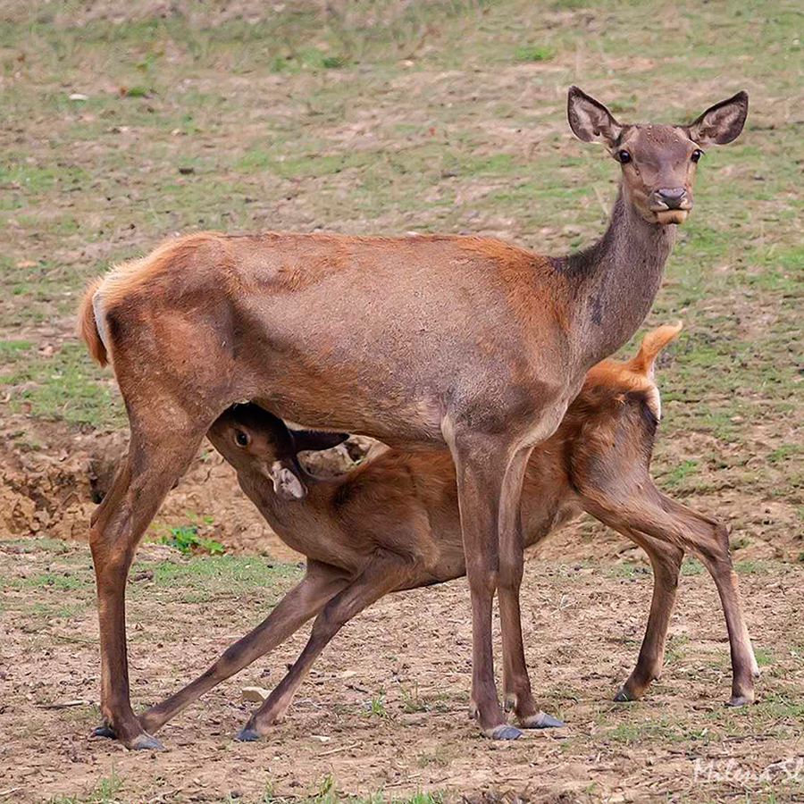 Кошута с малкото си
