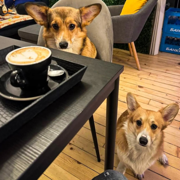 corgi-cafe-sofia