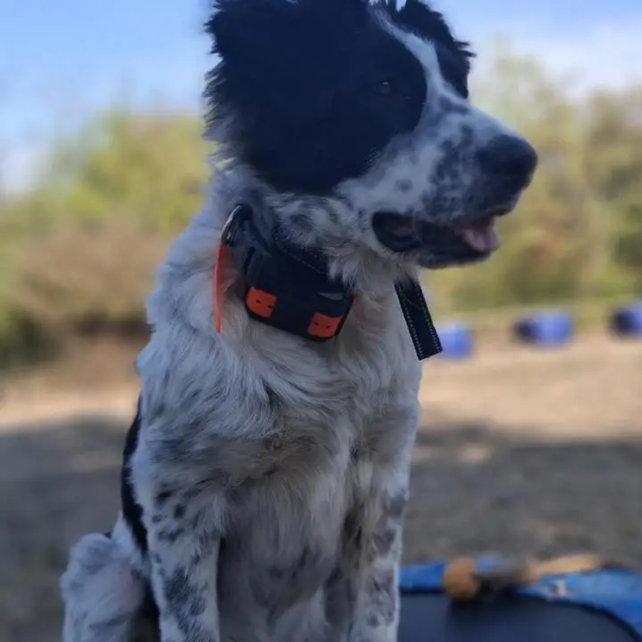 Послушание на практика