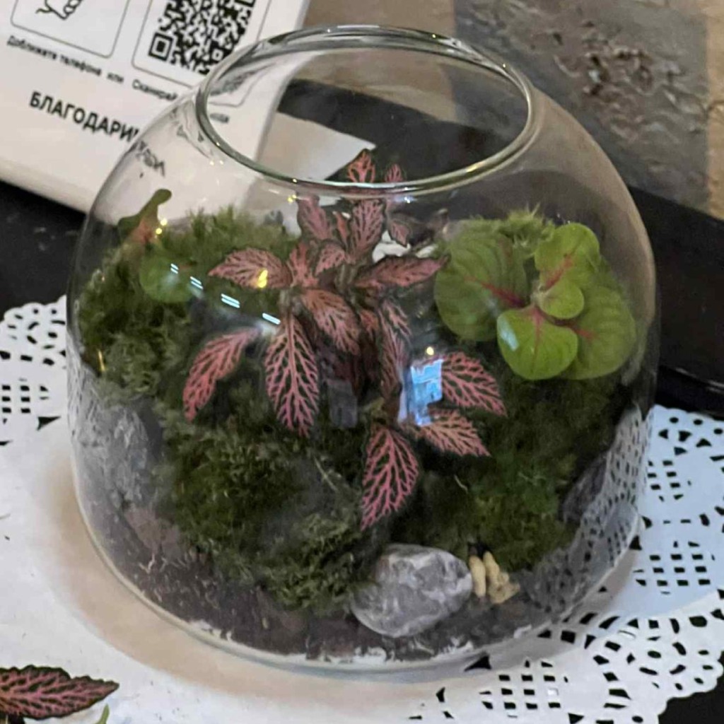 Без поливане и грижи