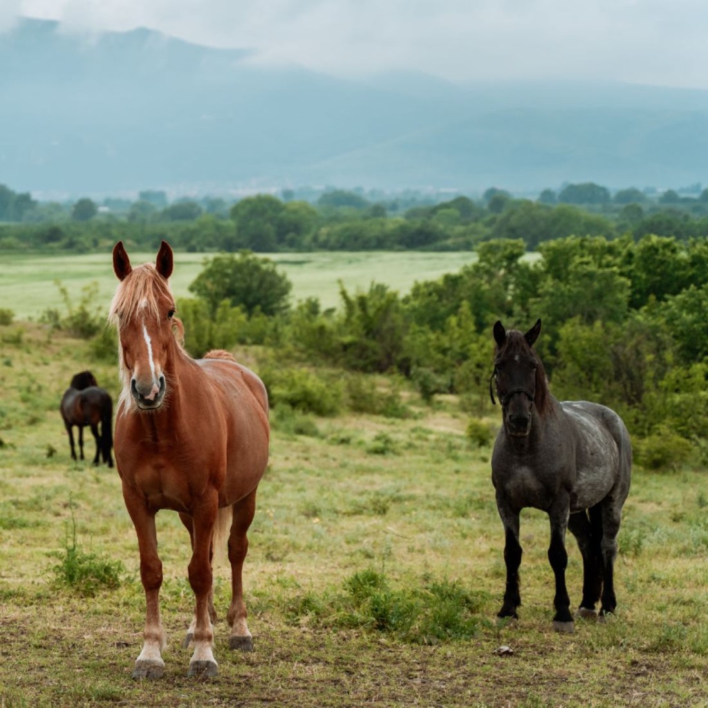 Конна езда край Пловдив
