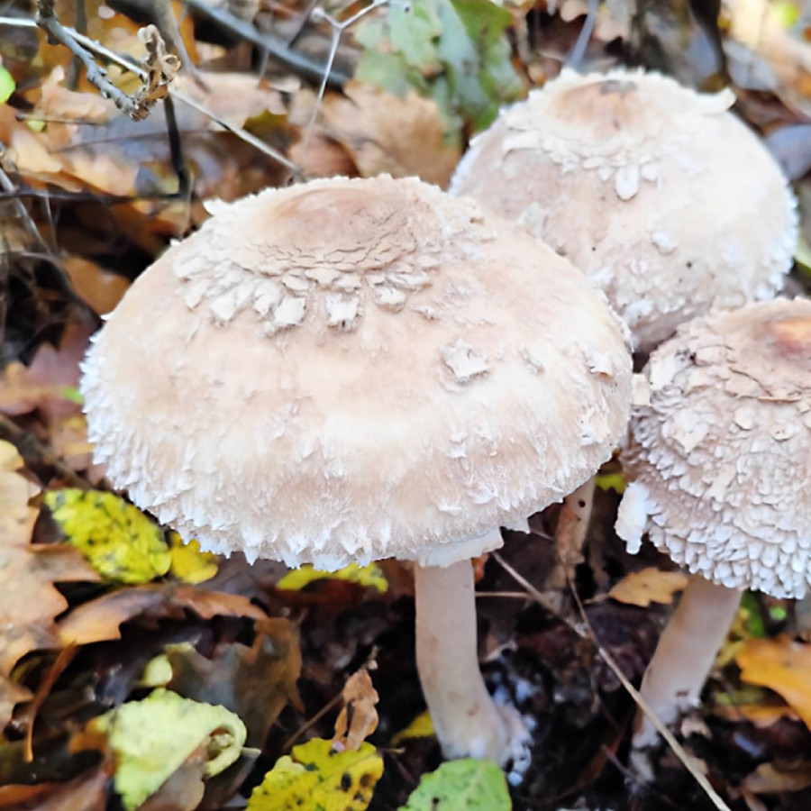 Научи интересни факти