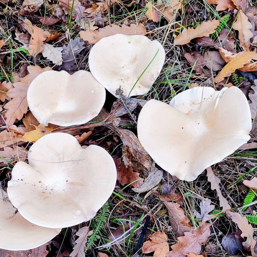 Разпознавай ядливите гъби