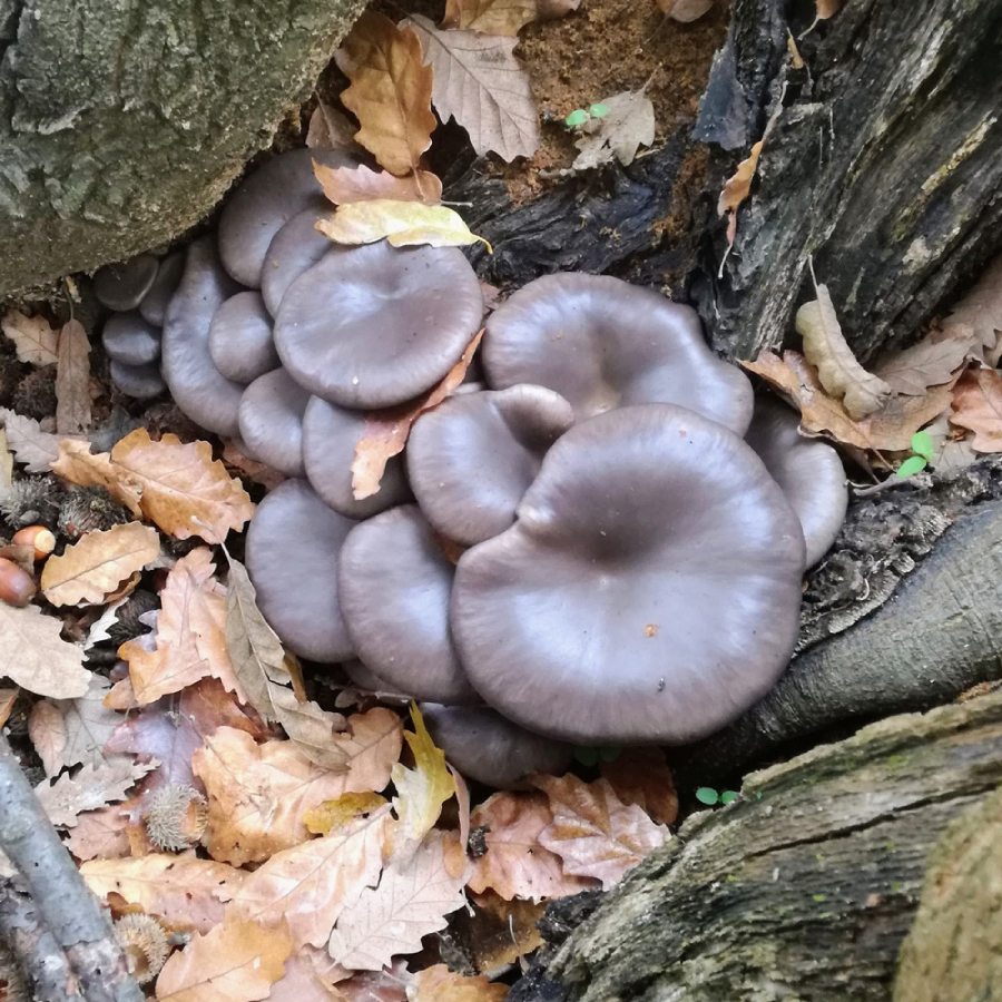 Напълни кошницата