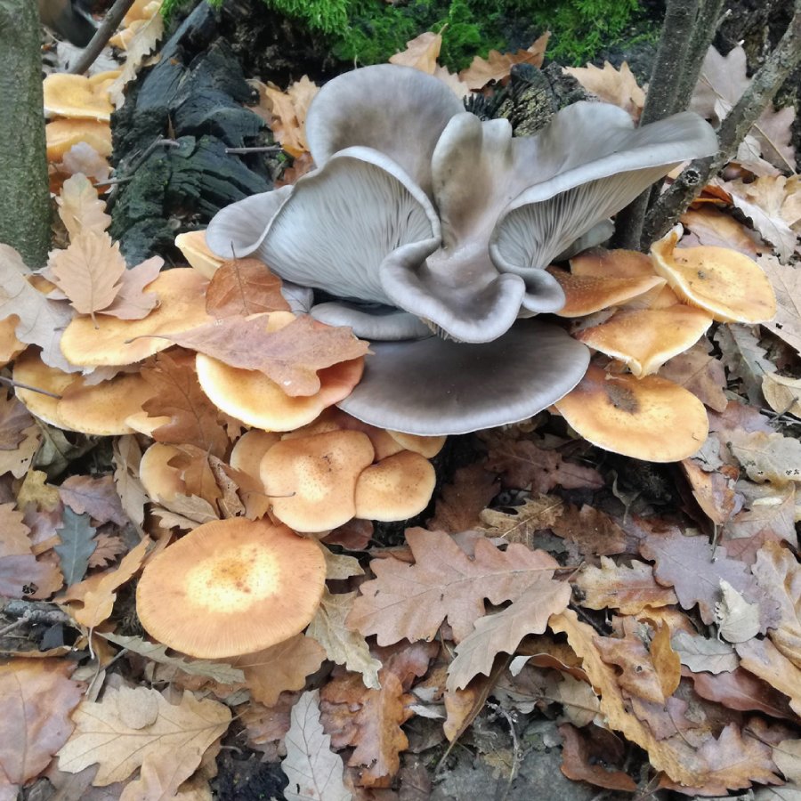 Разрови листата